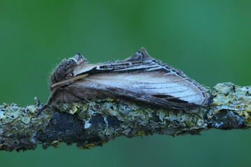 Closeup on a European Swallow prominent owlet moth, Pheosia tremula on a lichen covered twig