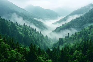 Fototapeta premium Misty valley surrounded by lush green forest