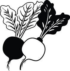 hand drawn vector illustration of a radish