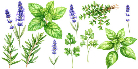 Watercolor set of fresh culinary herbs and flowers including rosemary, lavender, mint, thyme, parsley, and basil