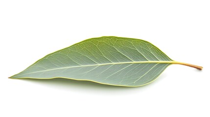Obraz premium Close-up view of a single eucalyptus leaf against a white background.