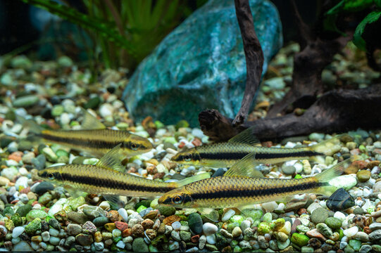 Aquarium fish catfish Crossocheilus siamensis (SAE) in a freshwater aquarium.