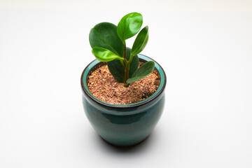 A small green plant in a green ceramic, pot against a white background