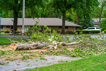 Tree Removal Project