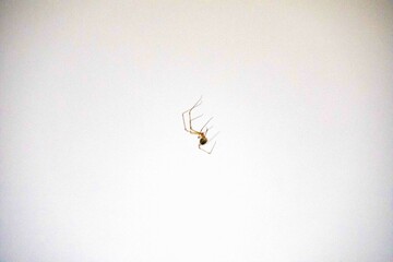 Pholcus phalangioides J.K. Füssli, 1775, commonly known as the house-knight[1][2], is a species of spider belonging to the family Pholcidae, common in homes and in dark and humid spaces.