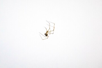 Pholcus phalangioides J.K. Füssli, 1775, commonly known as the house-knight[1][2], is a species of spider belonging to the family Pholcidae, common in homes and in dark and humid spaces. © Adilson