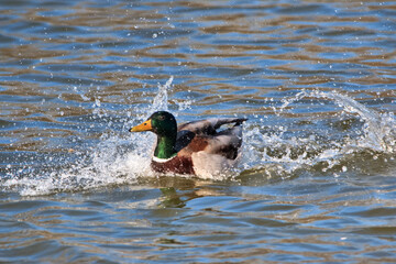 A duck in the water in the park in the city on a bright spring day.
