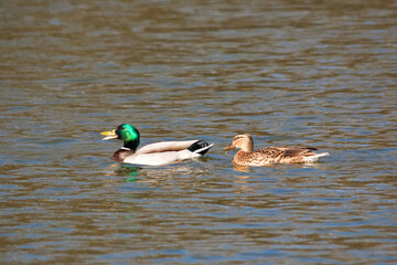 Two ducks in the water in the park in the city on a bright spring day.