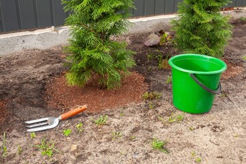 A serene garden setting showcasing young evergreens with a vibrant green bucket and gardening tools.