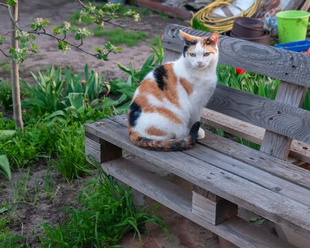 A serene calico cat rests on a wooden bench, peacefully observing the garden environment.
