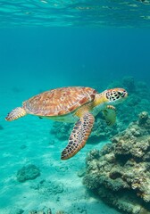Obraz premium Graceful Sea Turtle: Underwater Serenity in Vibrant Coral Reef