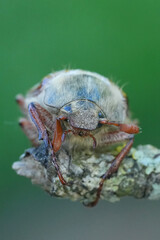 Frontal Closeup on a Maybeetle ,Melolontha melolontha