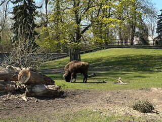 European Bison (Zubr) in the Zoo