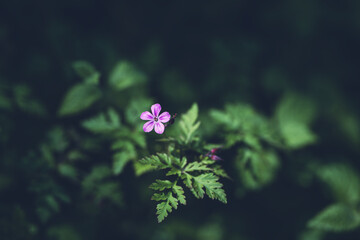 Purple flower geranium robertianum with shallow depth of field and blurred background