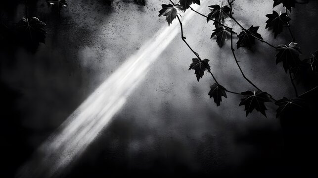 Monochrome Wall Leaves Sunlight Shadow Dramatic Black and White Photography