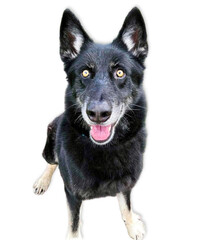 Black Husky Mix with Golden Eyes on White Background..