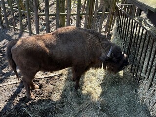 European Bison (Zubr) in the Zoo