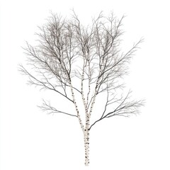 Obraz premium Winter Birch Tree Bare Branches with White Bark, and Isolated.