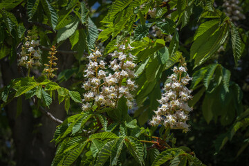 horse chestnut tree flowers and buds.

