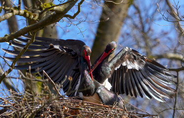 2 Schwarzstörche bei der Paarung