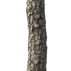 Fototapeta premium Rugged Tree Trunk Texture Closeup Bark Detail.