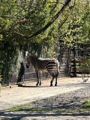 Close-Up of a Zebra at the Zoo
