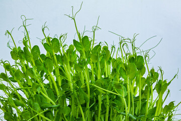close up tops of home grown peas plant with tendrils, micro greens