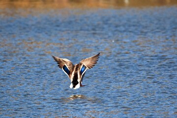 A duck lands on the water in a city park on a hot spring day