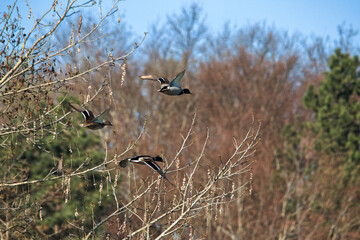 Three ducks fly against the backdrop of leafless trees in a city park on a hot spring day.