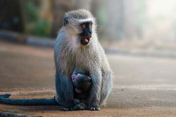 A vervet monkey sits sideways on a sidewalk, staring intensely at the camera with curious eyes;...