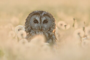 Tawny owl Strix aluco bird young northern long-eared owl feather dusty fluff wild nature lesser...