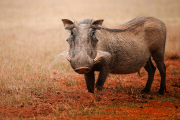 A Bosvark warthog stands alert in golden grassland; shallow depth of field highlights rugged features and natural textures, enhanced by surreal post-processing for dreamlike realism and dramatic