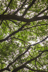 sunlight coming through the treetops of oak trees
