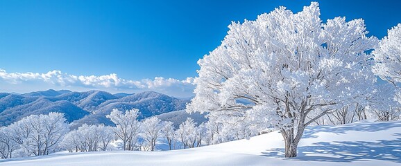Winter wonderland, frosted trees on a snowy mountain landscape