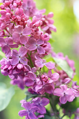 Pink-violet lilac bush bloom. Spring or summer background. Beautiful lilac bloom close-up. Natural background. Bright colorful flowers. Lilac bloom in a garden or park