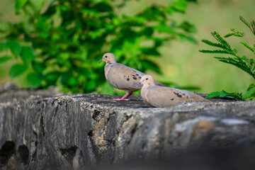 Pigeons