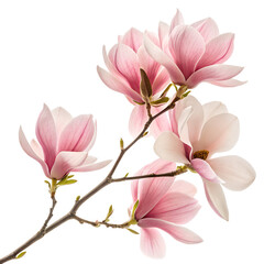  pink magnolia flowers on transparent background png