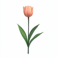 Peach Tulip Blossom with Spring Flower, and Isolated on White.
