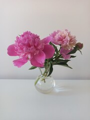 Close-up of peony flowers in a vase. Nature macro photography. macro photography.