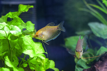Gold Gourami (Trichogaster trichopterus)
