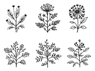 Elegant Coreopsis Leaf in Detailed Line Art Design