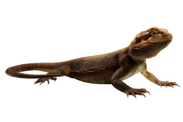 Fototapeta premium Lizard with transparent background showing detailed texture