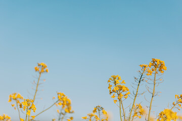 Obraz premium Bright yellow flowers sway gently under a clear blue sky on a warm sunny day in a vibrant field during early spring. Rapeseed farm and blue sky. Vegetable oil farm. Rape plants