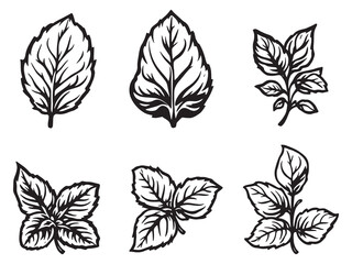 Elegant Hand Drawn Basil Leaf Line Art Design