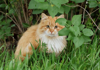 Cute fluffy ginger cat in green grass
