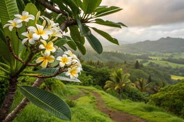 Obraz premium Admiring the frangipani tree with white-yellow flowers in a tropical landscape a nature photography perspective