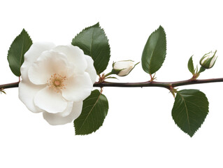 Naklejka premium Beautiful white flower branch with leaves and buds in nature, cut out