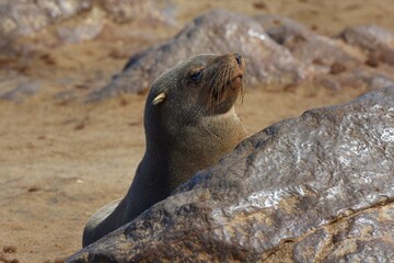 Pelzrobben (Otariidae) am Kreuzkap in Namibia