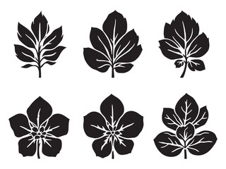 Elegant Impatiens Leaf Vector Line Art Design