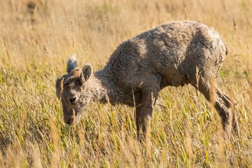 young bighorn sheep at Badlands NP